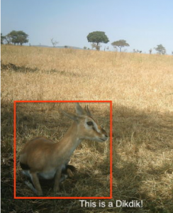 Dikdik